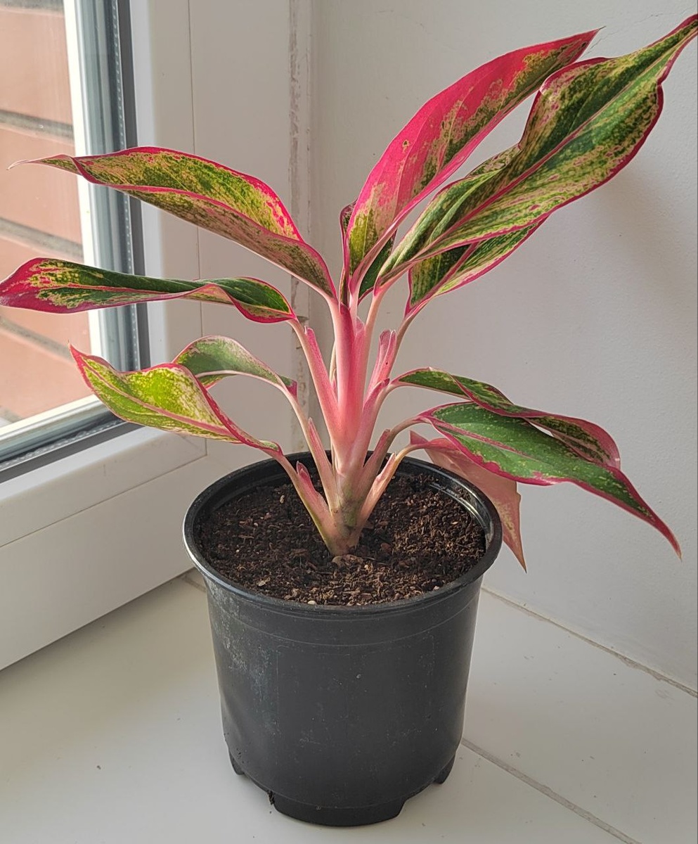 Моё фото. Это уже взрослая укоренившаяся детка. 