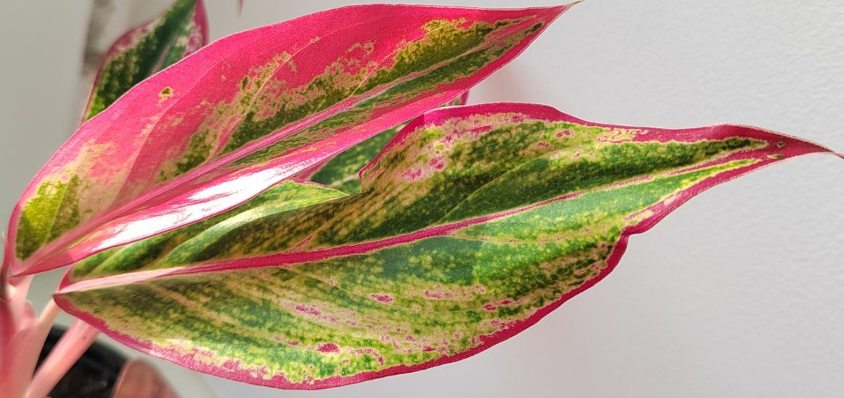 Потрясающий рисунок на листьях. 