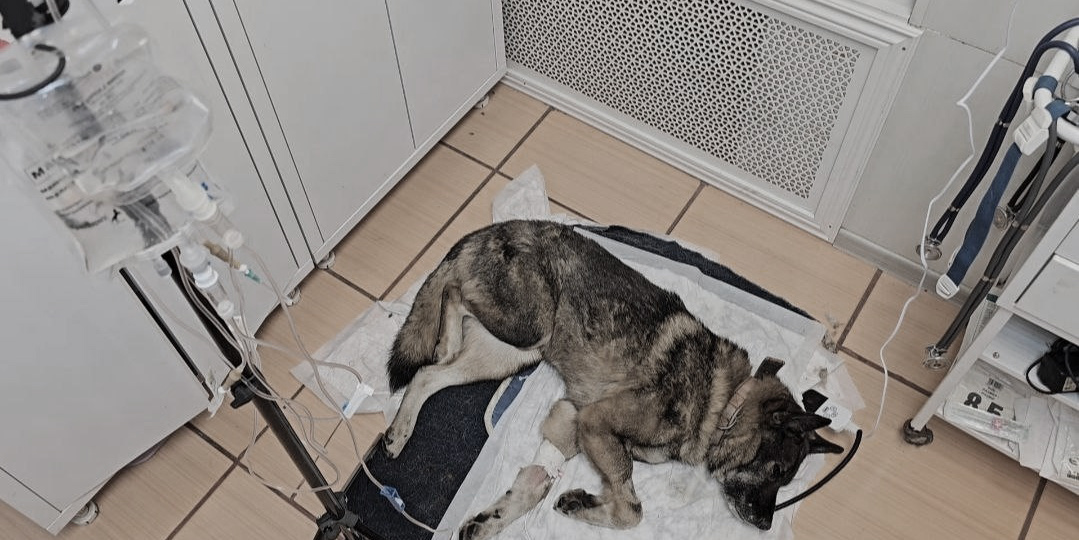 Она боролась до последнего вздоха... Но так и не успела стать домашней...