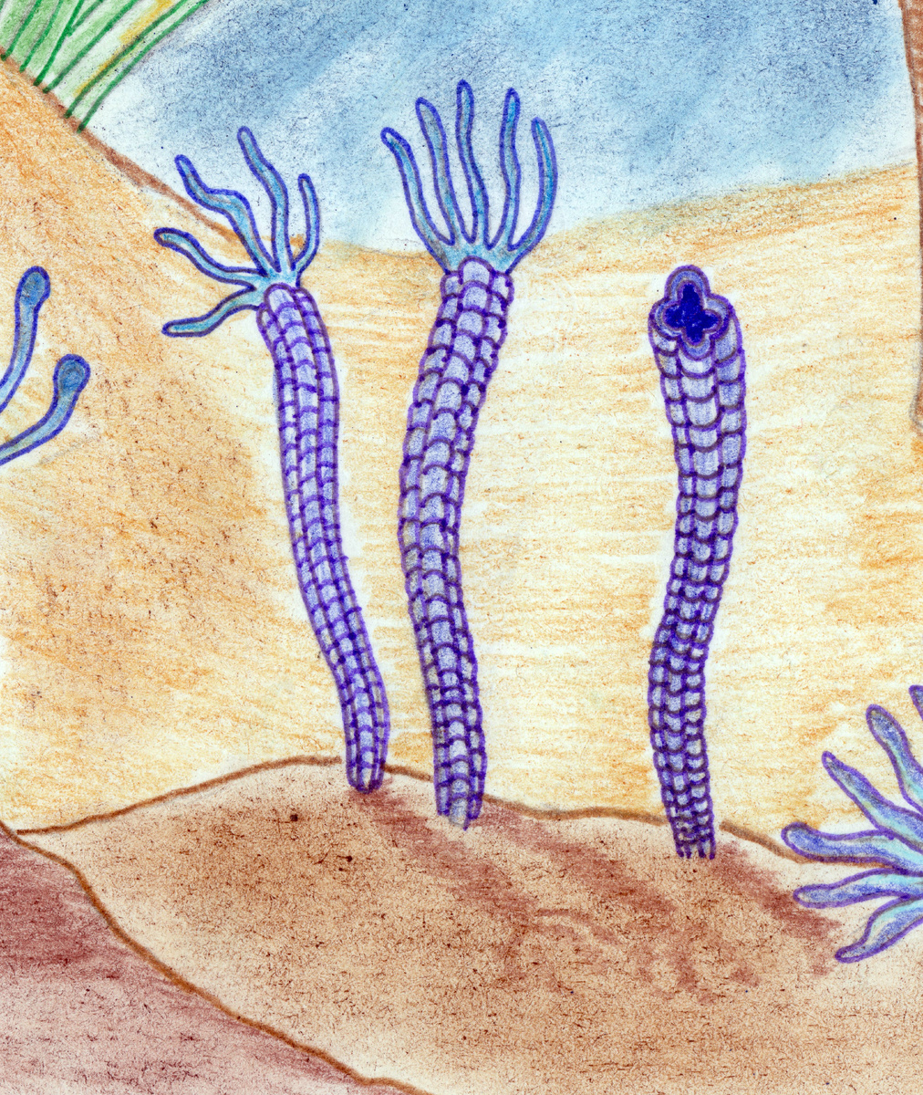 Реконструкция корумбеллы.