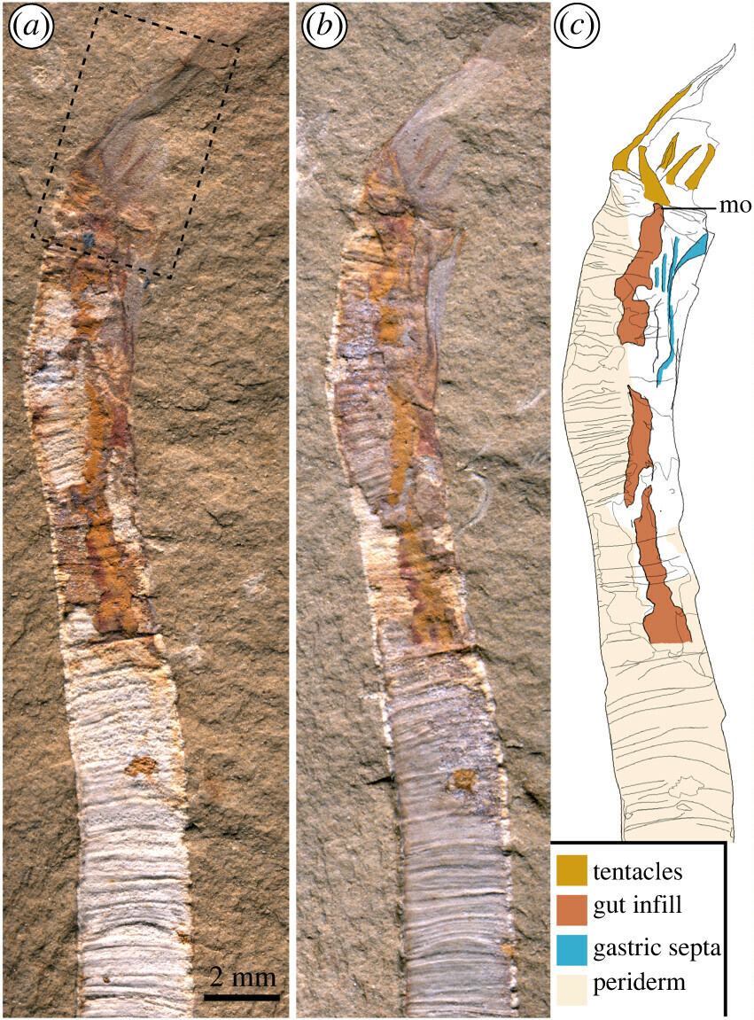 Окаменевший образец и схема изображения внутренних органов. Желтое - тентакли (щупальца), бурый - кишка, синий - глотка или рот.