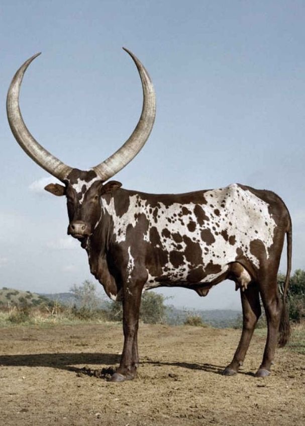 Корова Ватуси