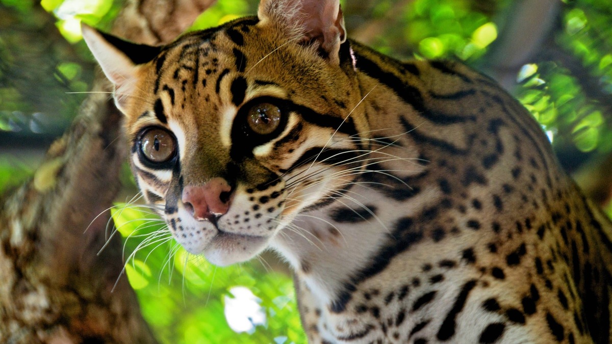 Фото с сайта: https://expothemes.com/themes/ocelot-windows-theme