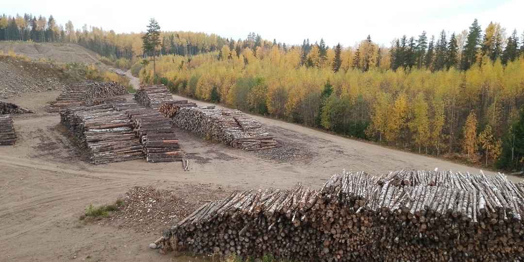 Еще немного — и Карелия станет пустыней, и причина этого — не климат
