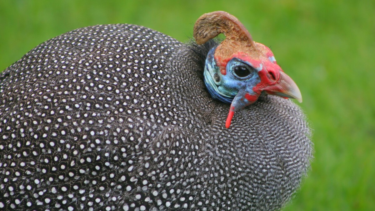 Фото с сайта: https://hozyain.by/ferma/tsarskaya-ptitsa-tsesarka/attachment/tsesarka4/