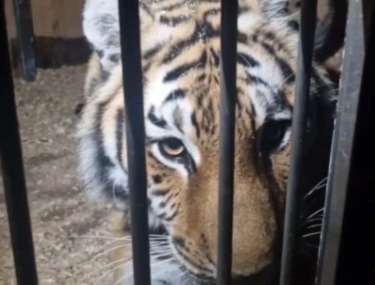    В Оренбуржье из Казахстана привезли тигрицу Шакиру Оренбуржье