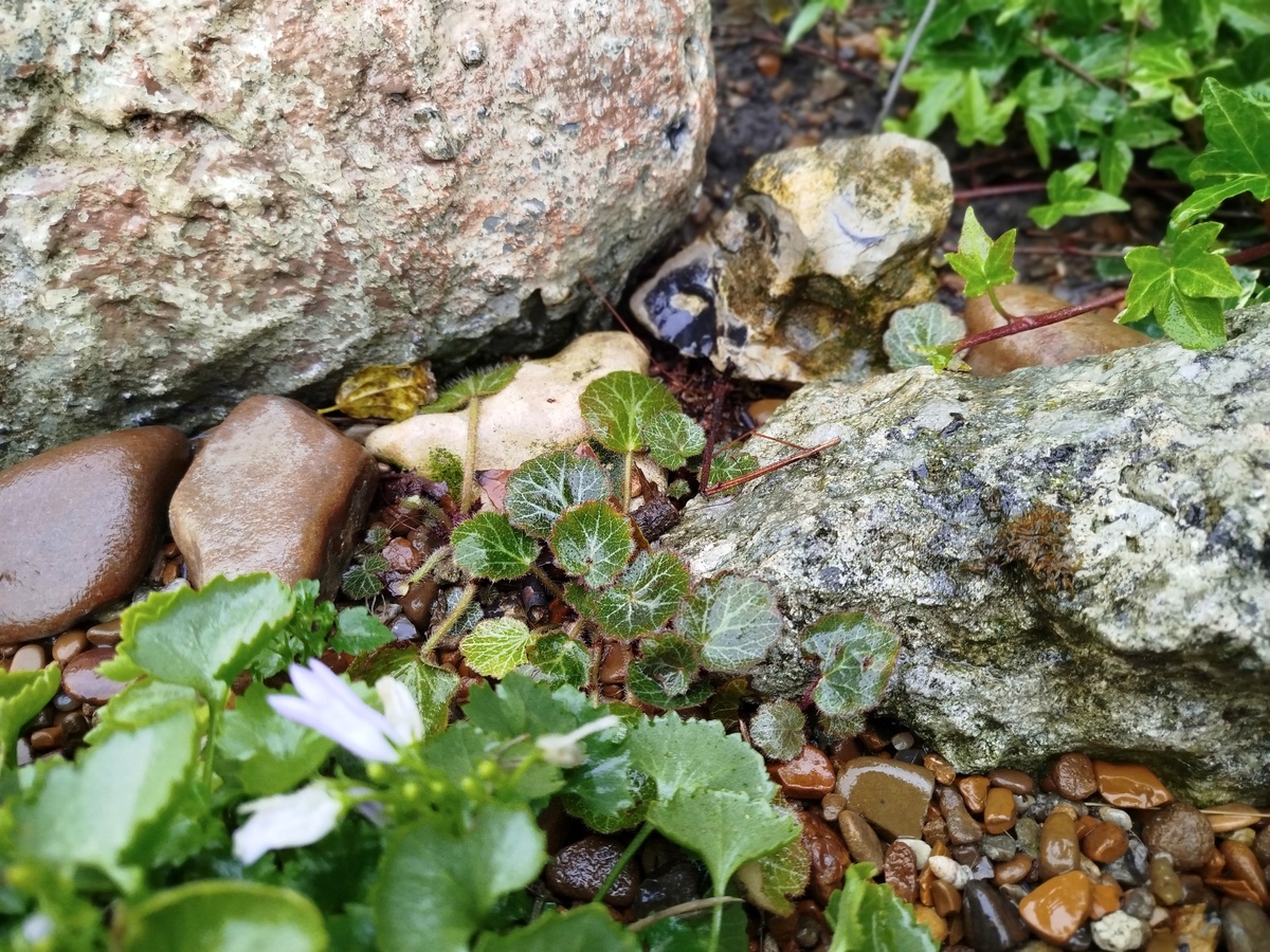 Камнеломка столоносная