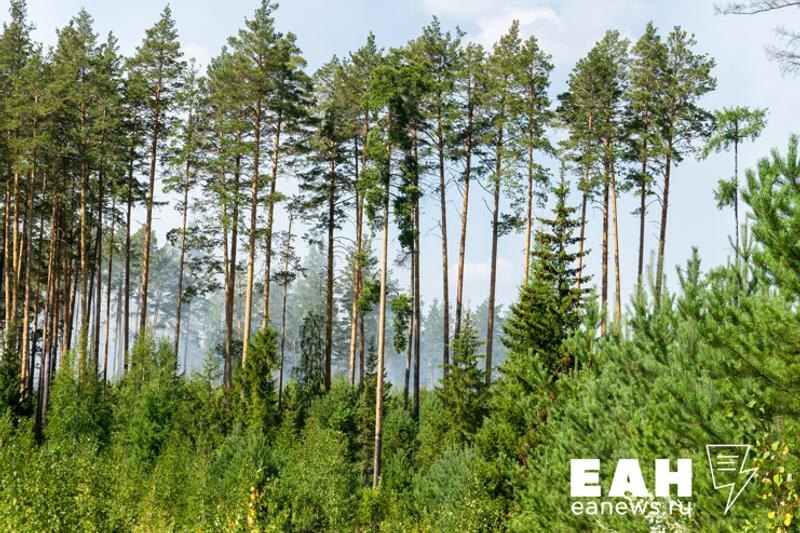    ЕАН. Лес