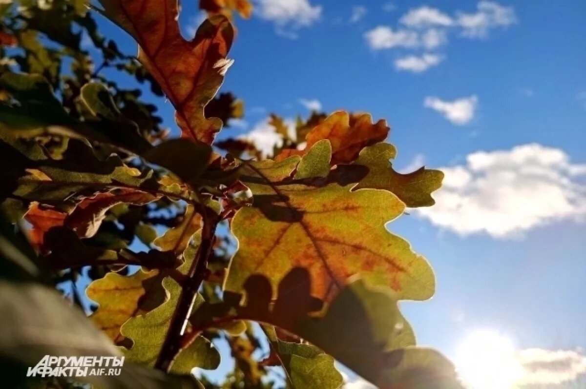    В Пермском крае 26 октября ожидается солнечная погода