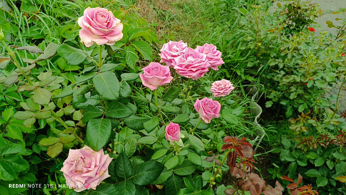 Роза Аква (Aqua)