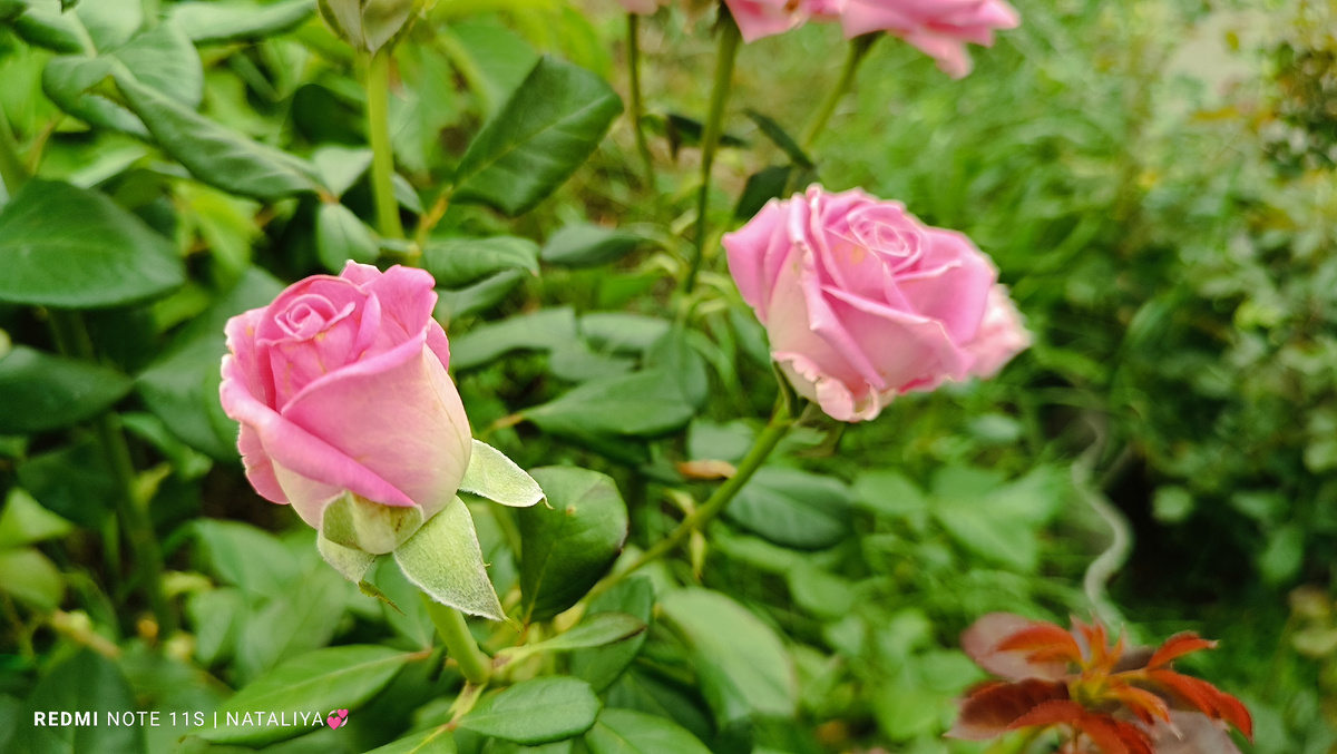 Роза Аква (Aqua)