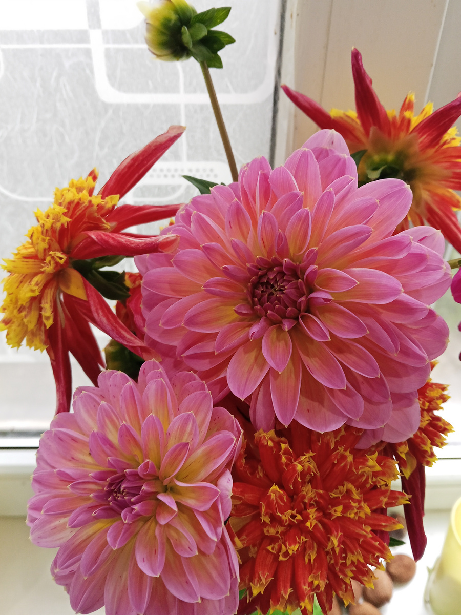 Вот такую красоту муж вырастил