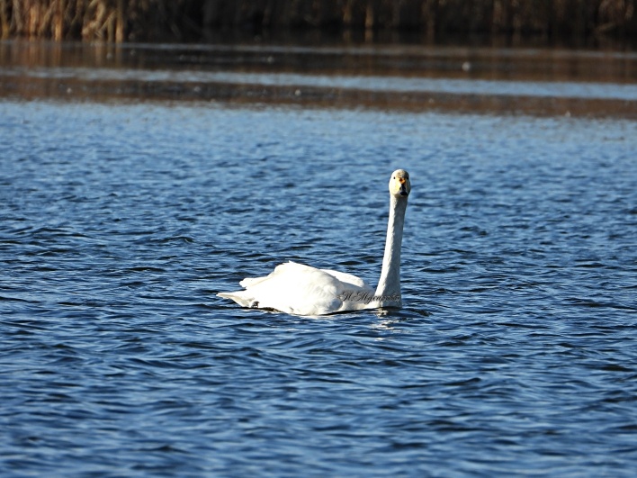 Лебедь-кликун