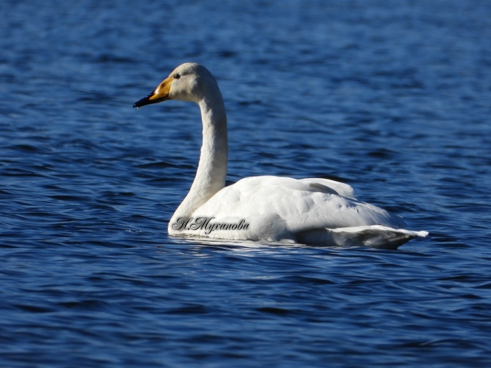 Лебедь-кликун