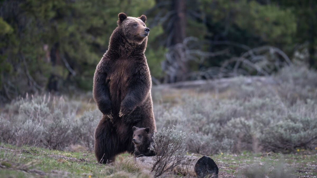 Фоо с сайта: https://news.inbox.eu/14xjeli-vigil-for-beloved-grizzly-bear-who-was-killed-by-a-vehicle?language=ru