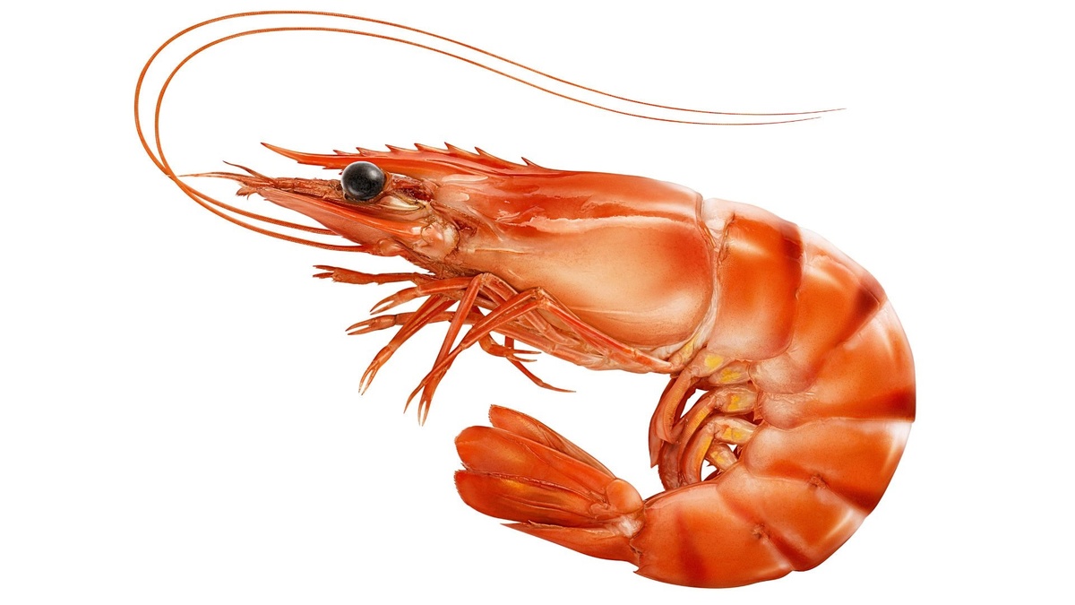 Фото с сайта: https://png.klev.club/print:page,1,683-krevetka.html