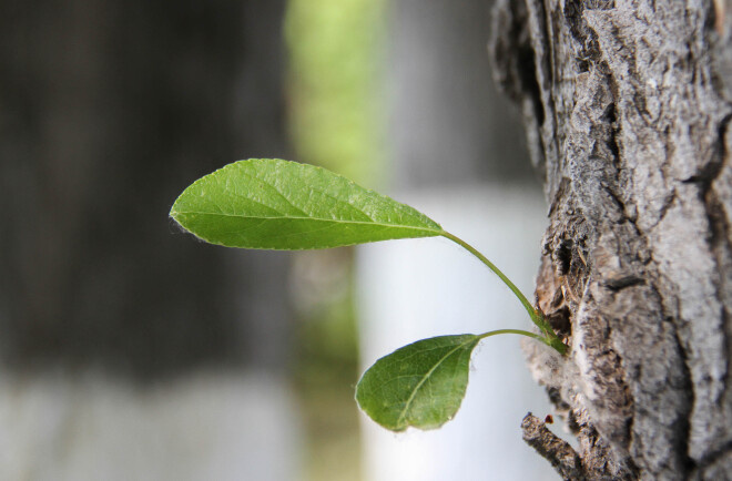 Фото: Василий Баранов 