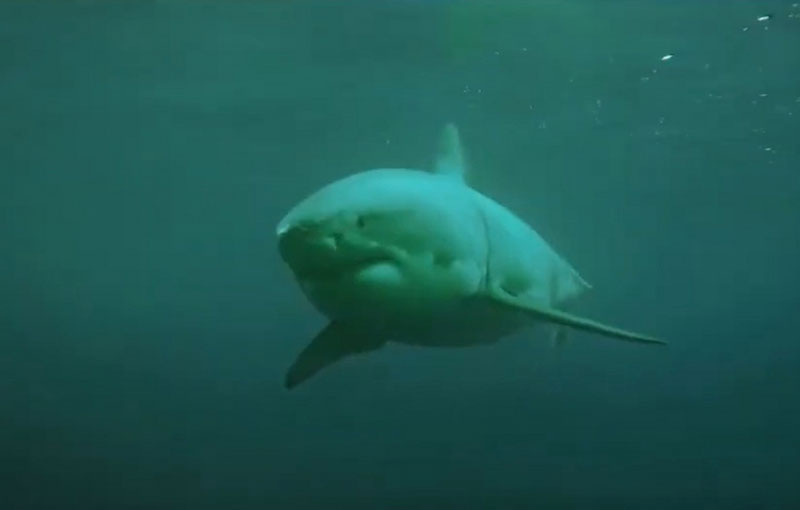     Фото: Стоп-кадр видеоролика RuTube