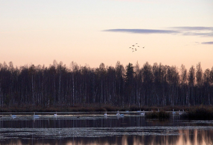 фото: Каждой твари по паре