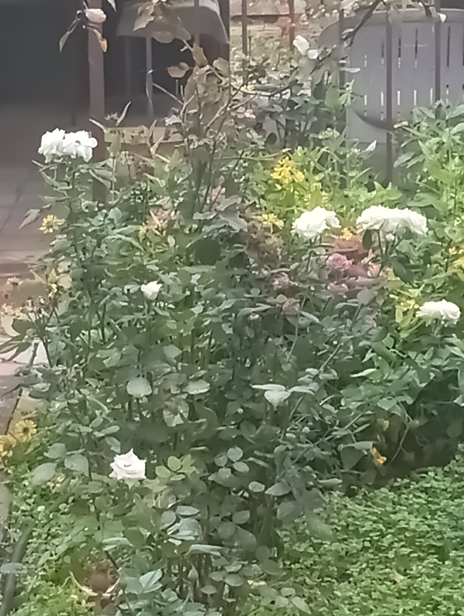 Розы, скоро ноябрь! Розы: неужели?