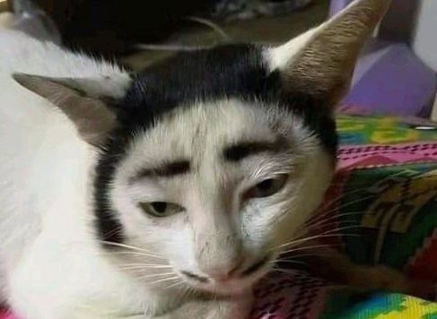 Природа удивляет: 23 кота, у которых имеется необычный окрас