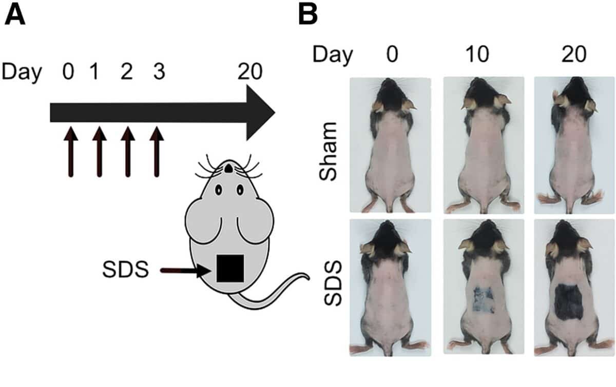    Раздражение кожи с помощью SDS стимулировало рост волос у мышей (нижний ряд), у контрольной группы, не подвергшейся воздействию вещества, рост волос не заметен (верхний ряд) / © Cell Metabolism