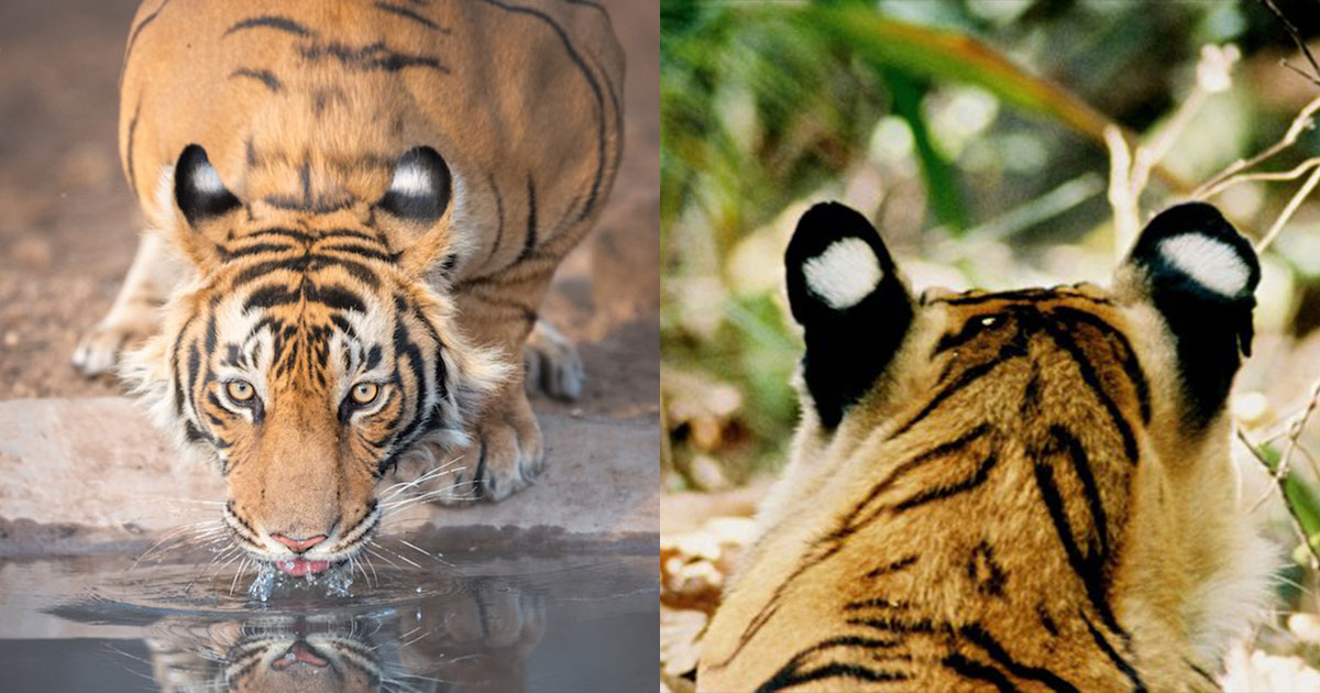 Cody Linde / Shutterstock & Grassjewel / Wikipedia