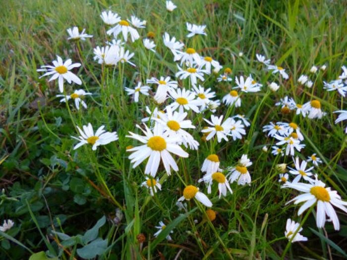 Ромашка непахучая (фото из архива автора) 