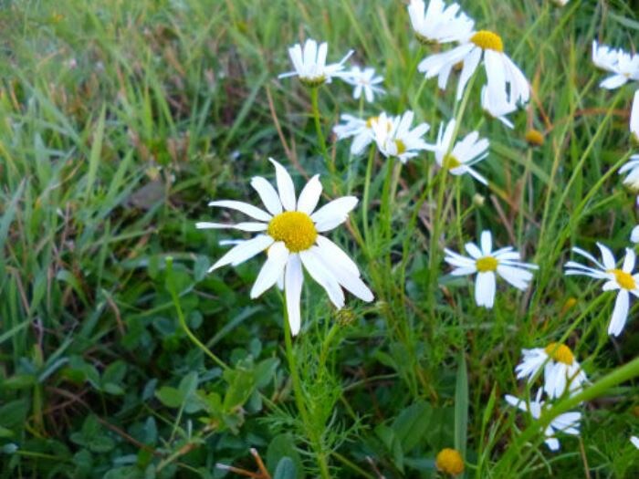 Ромашка непахучая (трёхрёберник) (фото из архива автора)