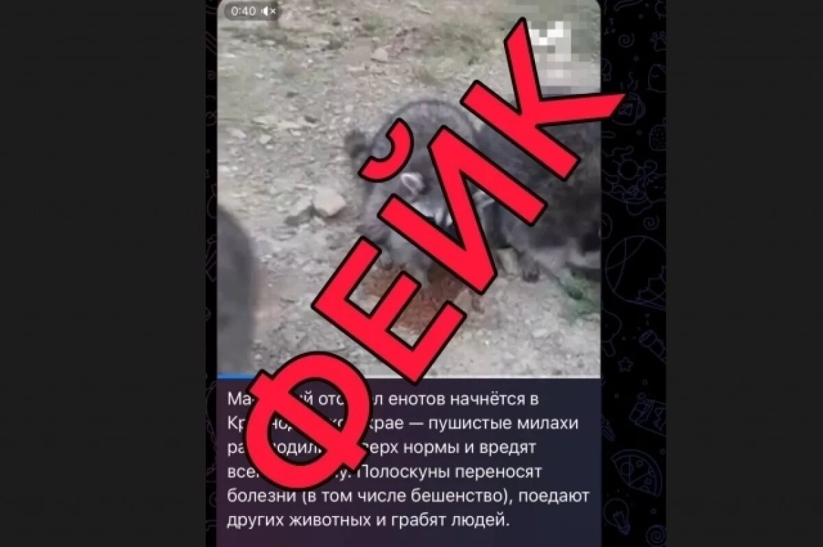    Оперштаб Кубани опроверг фейк об отстреле енотов