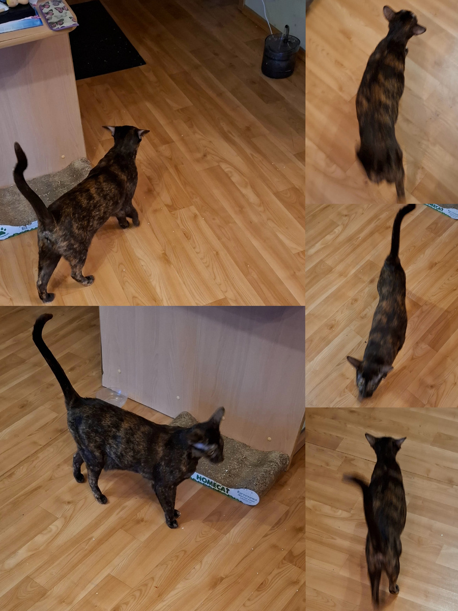 Модель в форме