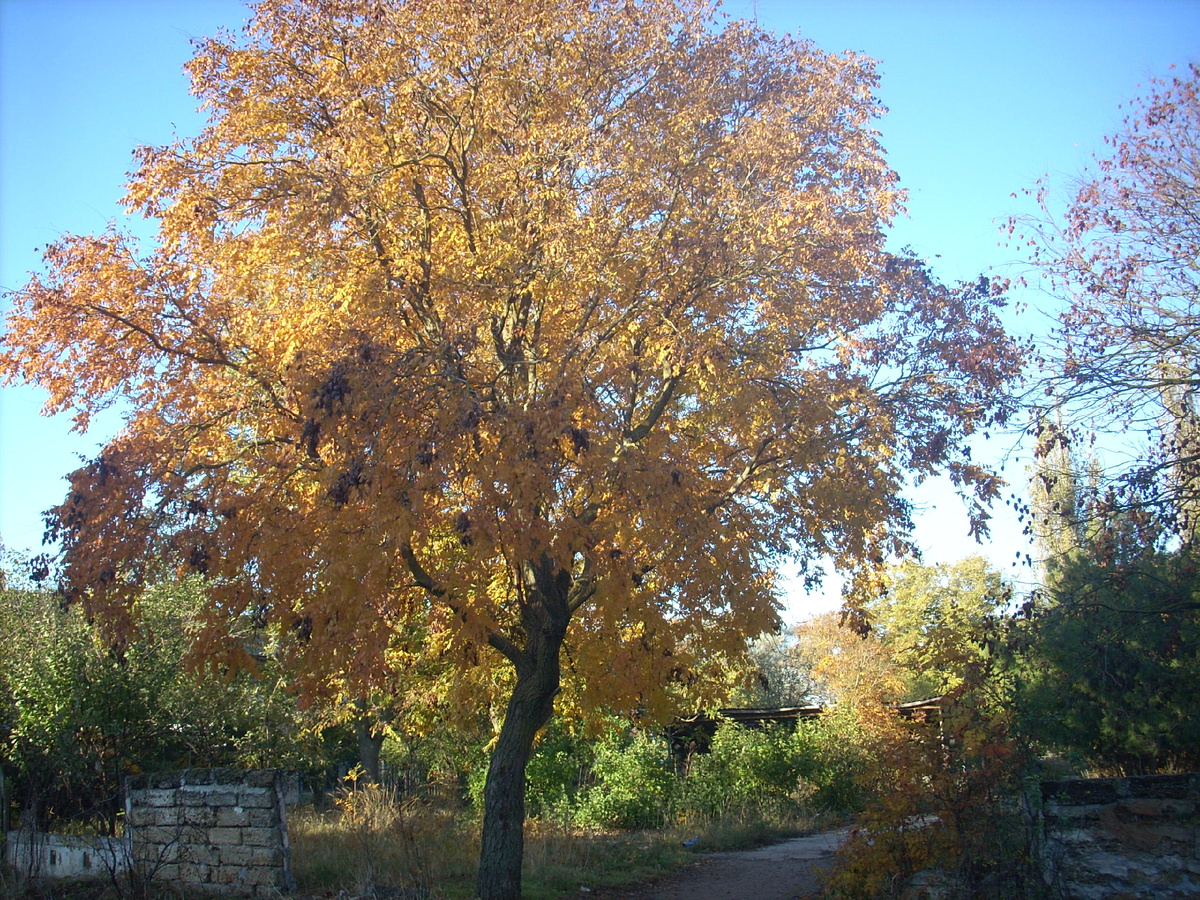 Фото моё, не из интернета))