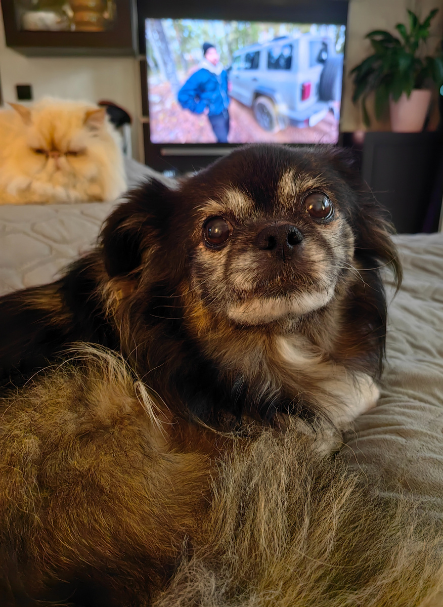 Меня никто не кормит и вкусняшки не дает 