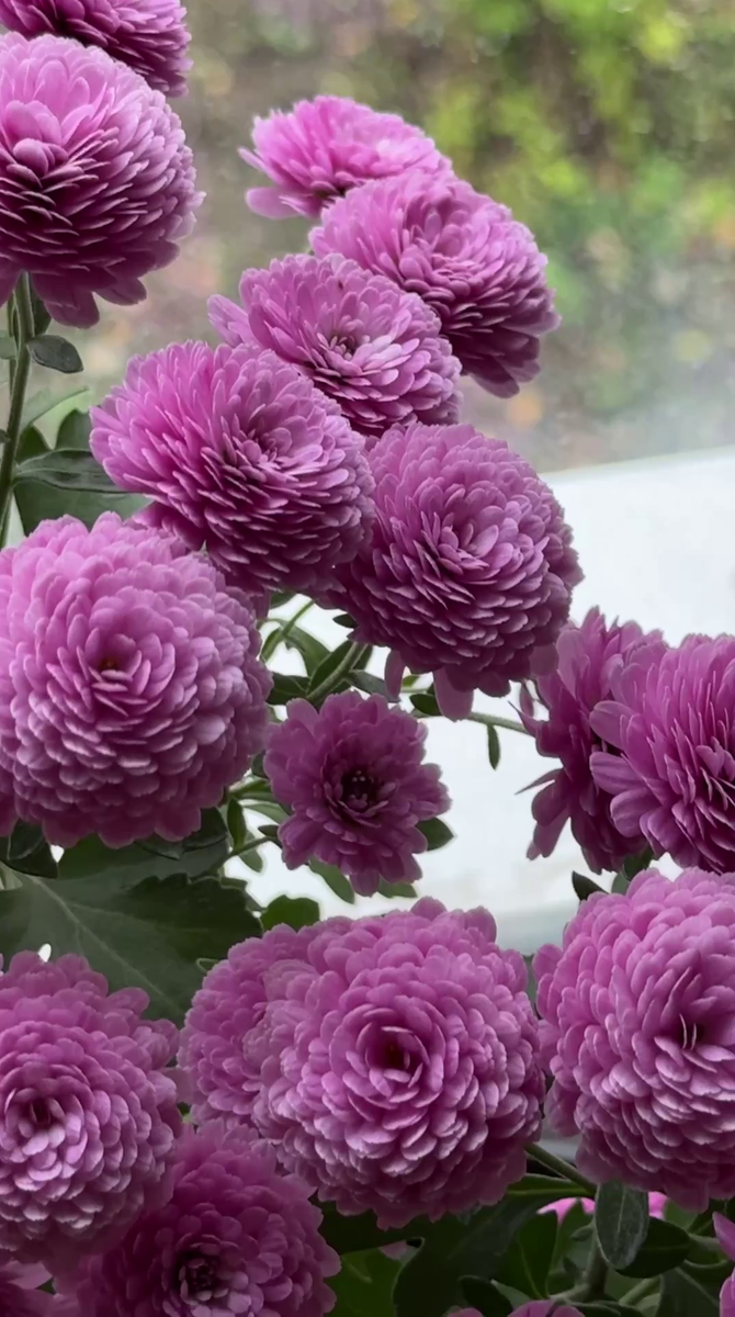 Рудбекия – канал про цветы