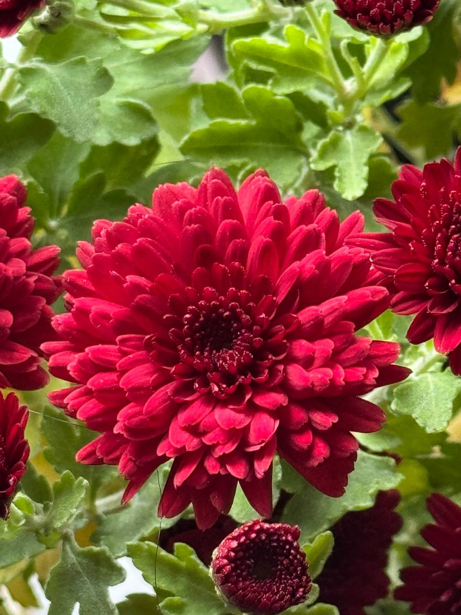 Рудбекия – канал про цветы