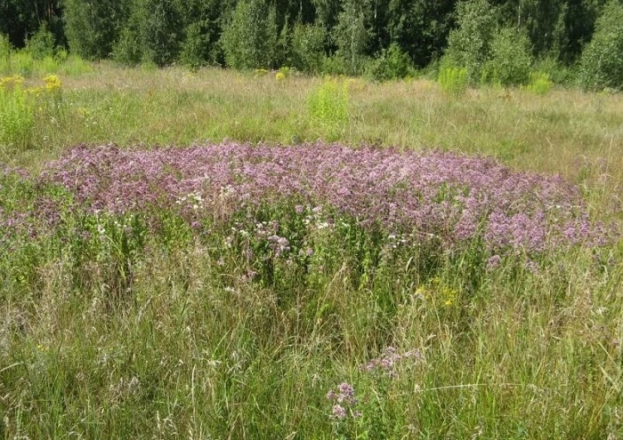 Душица в дикой природе. 