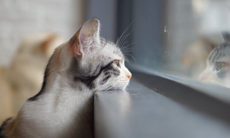 К моим читателям