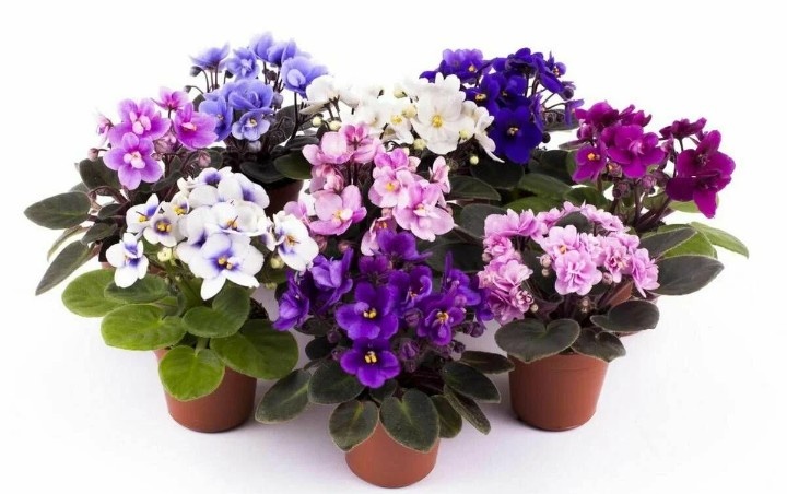 Узамбарская фиалка 