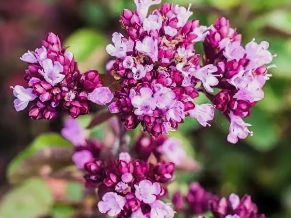 Душица. Фото автора. Листай галерею