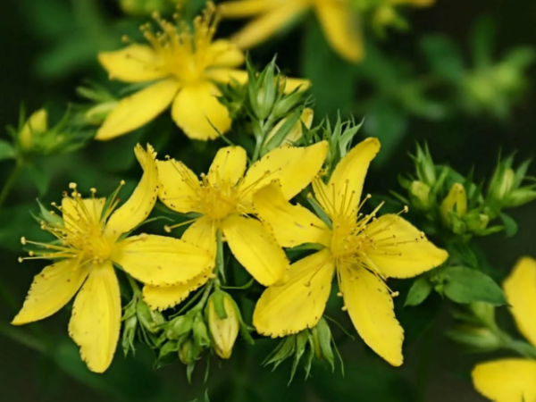 Зверобой. Фото автора