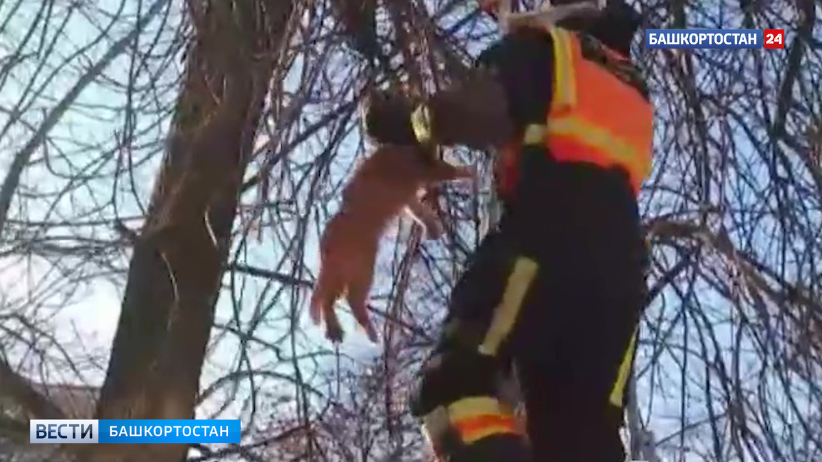    Три дня висел на дереве: в Уфе спасатели помогли коту
