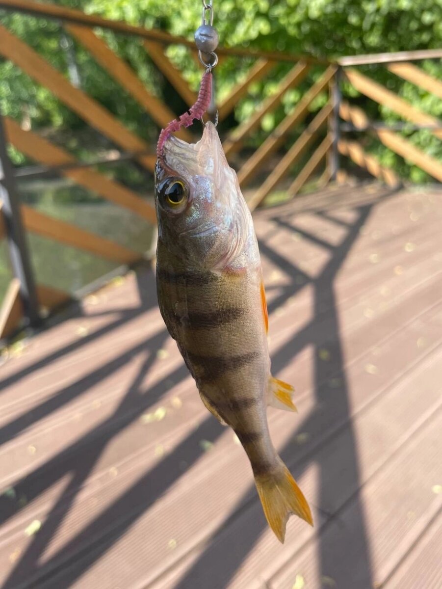    Окунь. Фото: Из личного архива