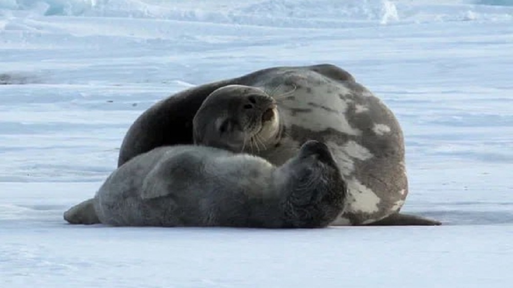     Фото: ААНИИ