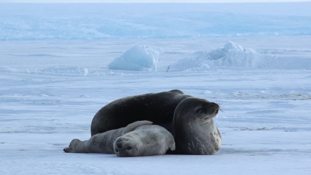     Фото: ААНИИ