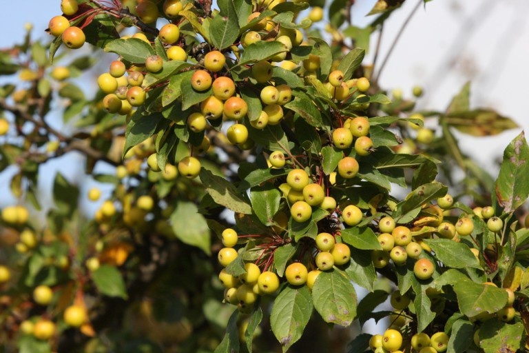 Wintergold - плоды