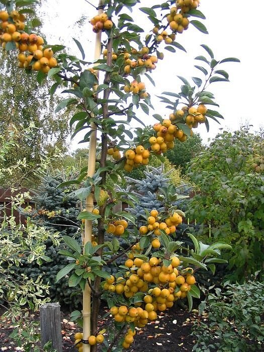 Wintergold - плоды