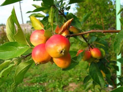 John Downie - плоды