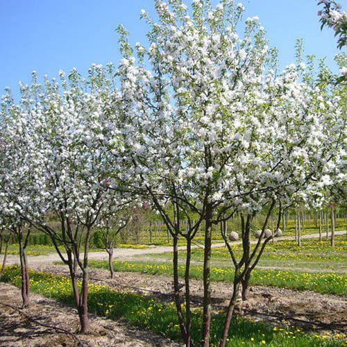 John Downie - деревце весной