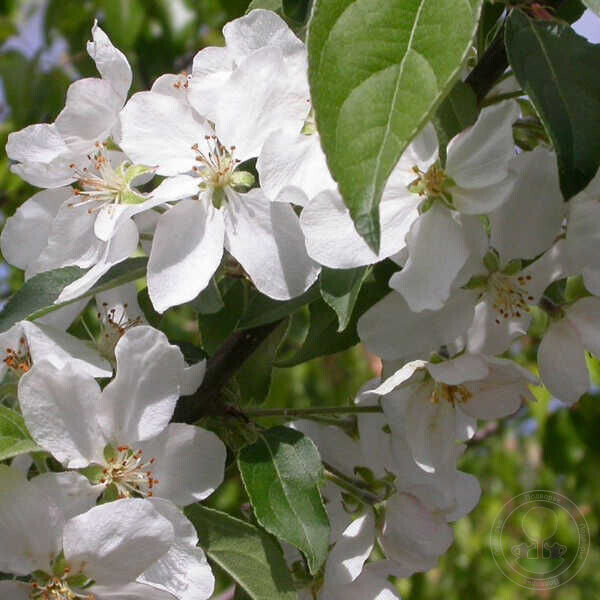 John Downie - цветение