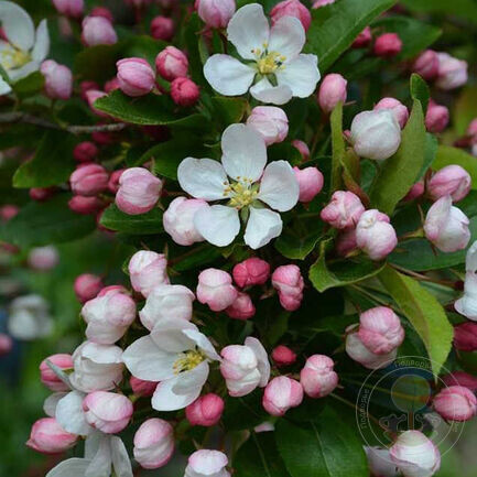 Wintergold - цветение